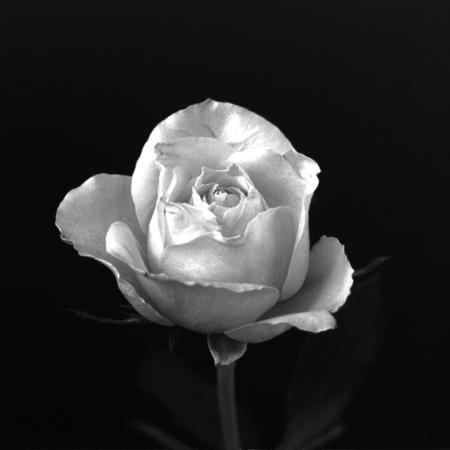 Qu'est-ce que l'amour vrai?-   ma3na  l' amour 